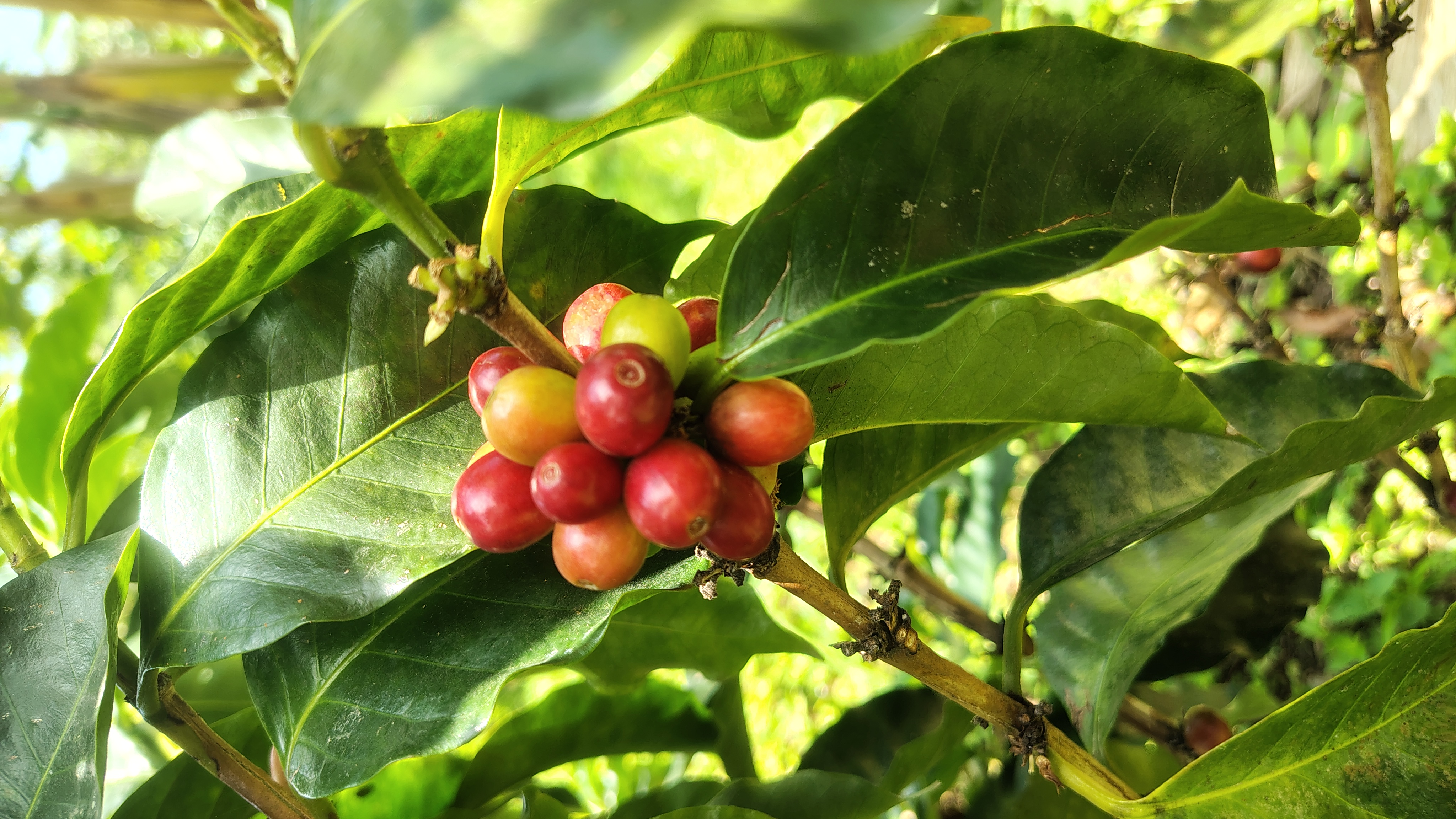 Flor de café en la Finca La Palma