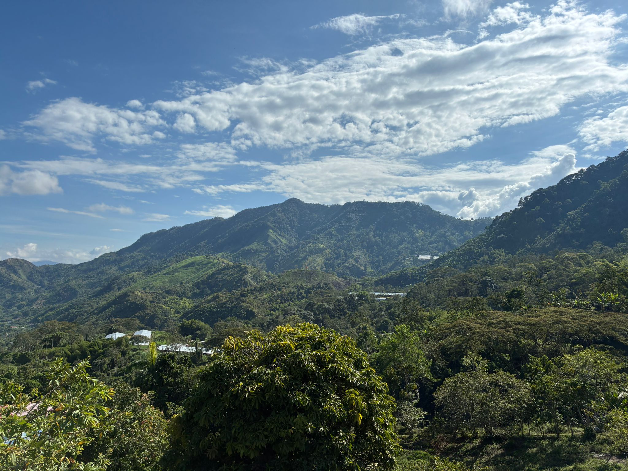 Finca La Palma — cafetales en Fresno, Tolima