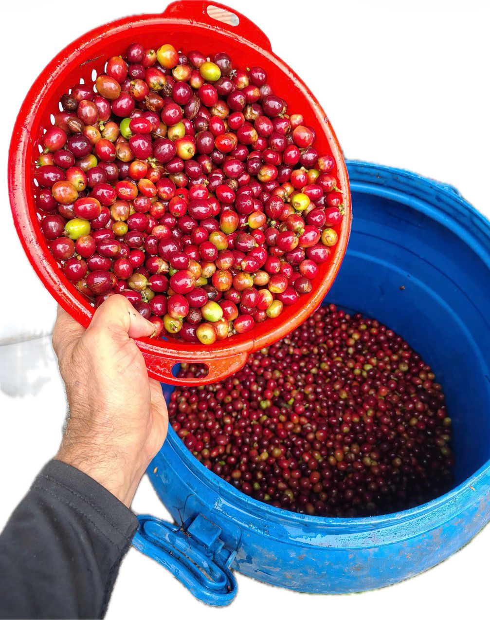 Cerezas maduras — recolección selectiva en Finca La Palma